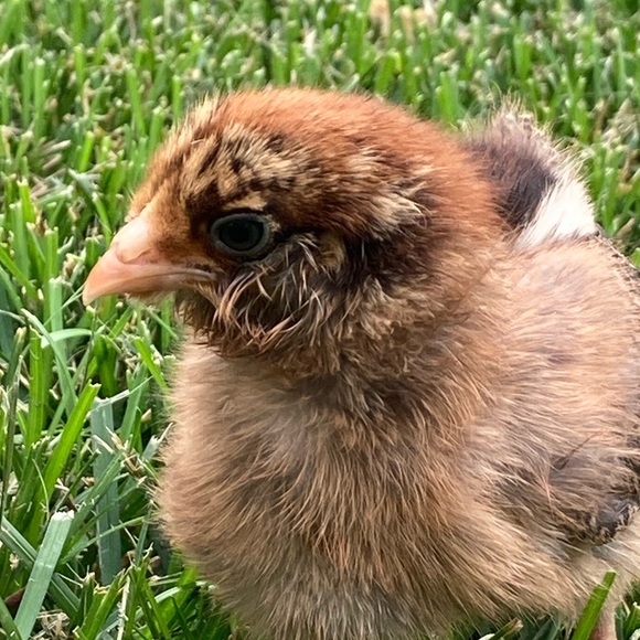 Meet your Posher, Alec - Picture 1 of 1